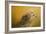 Red Tailed Hawk at Sunset-Jai Johnson-Framed Giclee Print