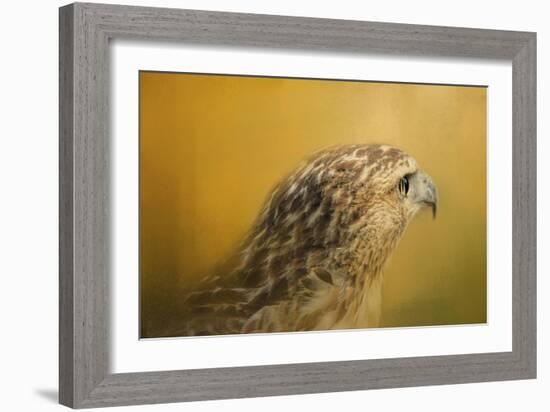 Red Tailed Hawk at Sunset-Jai Johnson-Framed Giclee Print