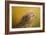 Red Tailed Hawk at Sunset-Jai Johnson-Framed Giclee Print