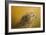 Red Tailed Hawk at Sunset-Jai Johnson-Framed Giclee Print