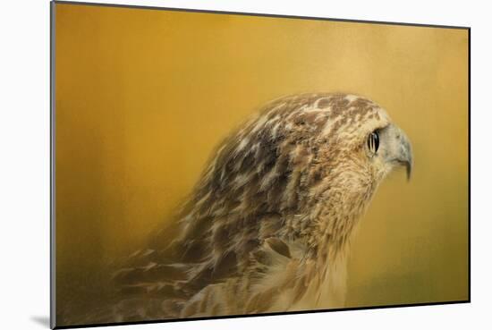 Red Tailed Hawk at Sunset-Jai Johnson-Mounted Giclee Print