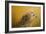 Red Tailed Hawk at Sunset-Jai Johnson-Framed Giclee Print