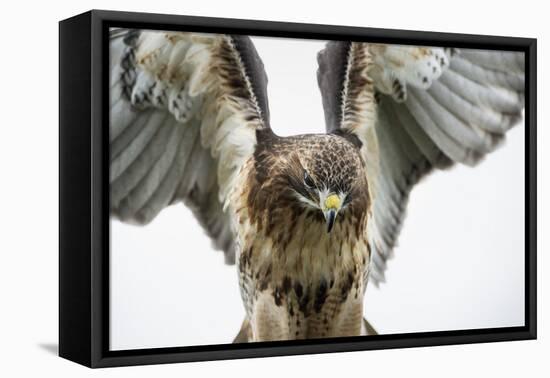 Red-Tailed Hawk (Buteo Jamaicensis), Bird of Prey, England, United Kingdom-Janette Hill-Framed Premier Image Canvas