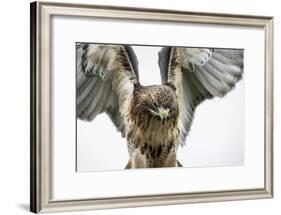 Red-Tailed Hawk (Buteo Jamaicensis), Bird of Prey, England, United Kingdom-Janette Hill-Framed Photographic Print