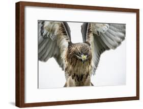 Red-Tailed Hawk (Buteo Jamaicensis), Bird of Prey, England, United Kingdom-Janette Hill-Framed Photographic Print