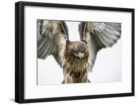 Red-Tailed Hawk (Buteo Jamaicensis), Bird of Prey, England, United Kingdom-Janette Hill-Framed Photographic Print