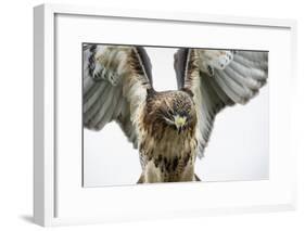 Red-Tailed Hawk (Buteo Jamaicensis), Bird of Prey, England, United Kingdom-Janette Hill-Framed Photographic Print