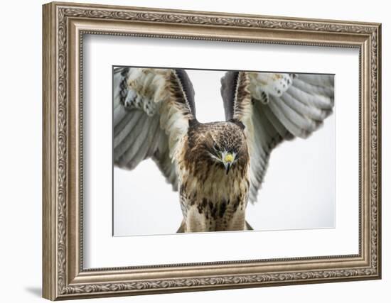 Red-Tailed Hawk (Buteo Jamaicensis), Bird of Prey, England, United Kingdom-Janette Hill-Framed Photographic Print