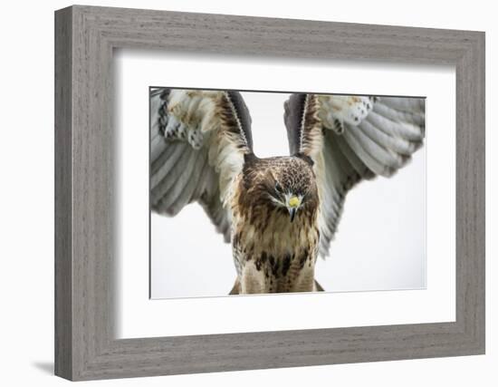 Red-Tailed Hawk (Buteo Jamaicensis), Bird of Prey, England, United Kingdom-Janette Hill-Framed Photographic Print