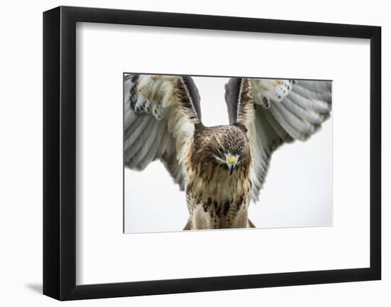 Red-Tailed Hawk (Buteo Jamaicensis), Bird of Prey, England, United Kingdom-Janette Hill-Framed Photographic Print