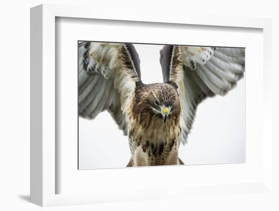 Red-Tailed Hawk (Buteo Jamaicensis), Bird of Prey, England, United Kingdom-Janette Hill-Framed Photographic Print