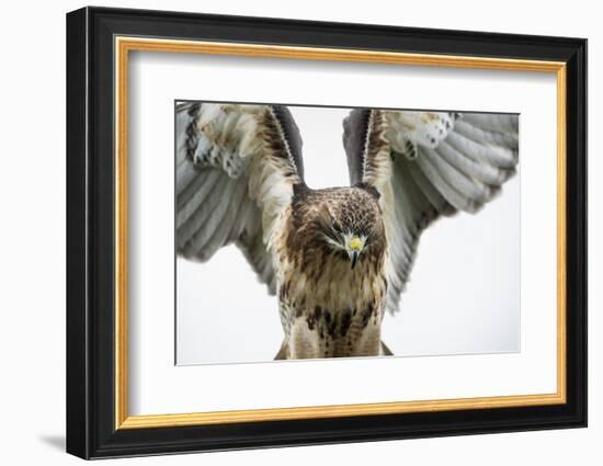 Red-Tailed Hawk (Buteo Jamaicensis), Bird of Prey, England, United Kingdom-Janette Hill-Framed Photographic Print