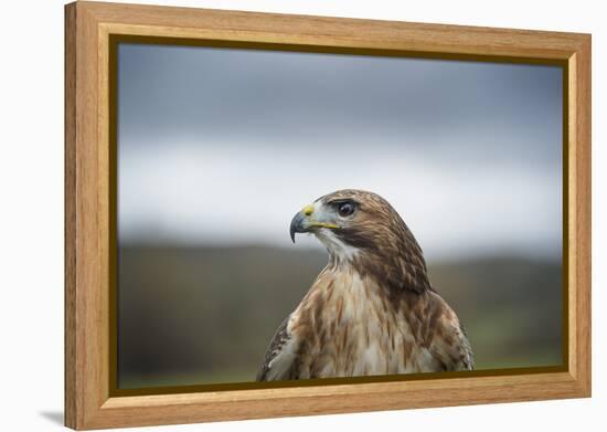 Red-Tailed Hawk (Buteo Jamaicensis), Bird of Prey, Herefordshire, England, United Kingdom-Janette Hill-Framed Premier Image Canvas