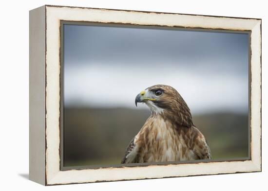 Red-Tailed Hawk (Buteo Jamaicensis), Bird of Prey, Herefordshire, England, United Kingdom-Janette Hill-Framed Premier Image Canvas