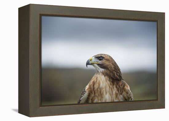 Red-Tailed Hawk (Buteo Jamaicensis), Bird of Prey, Herefordshire, England, United Kingdom-Janette Hill-Framed Premier Image Canvas