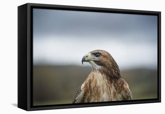 Red-Tailed Hawk (Buteo Jamaicensis), Bird of Prey, Herefordshire, England, United Kingdom-Janette Hill-Framed Premier Image Canvas