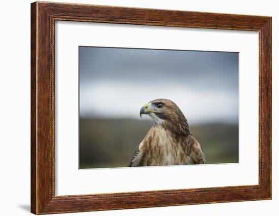 Red-Tailed Hawk (Buteo Jamaicensis), Bird of Prey, Herefordshire, England, United Kingdom-Janette Hill-Framed Photographic Print