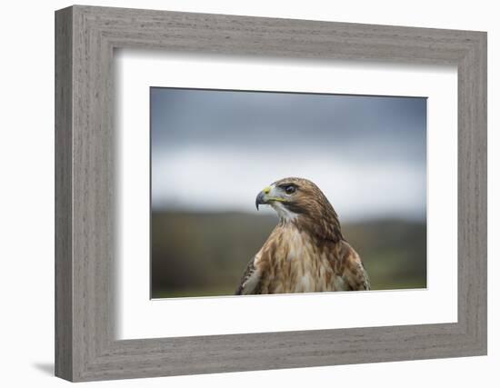 Red-Tailed Hawk (Buteo Jamaicensis), Bird of Prey, Herefordshire, England, United Kingdom-Janette Hill-Framed Photographic Print