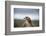 Red-Tailed Hawk (Buteo Jamaicensis), Bird of Prey, Herefordshire, England, United Kingdom-Janette Hill-Framed Photographic Print