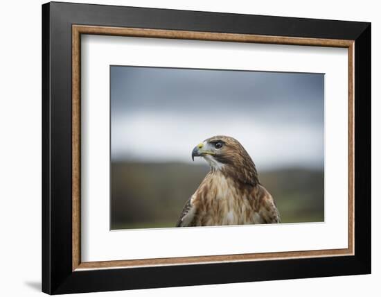 Red-Tailed Hawk (Buteo Jamaicensis), Bird of Prey, Herefordshire, England, United Kingdom-Janette Hill-Framed Photographic Print