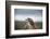 Red-Tailed Hawk (Buteo Jamaicensis), Bird of Prey, Herefordshire, England, United Kingdom-Janette Hill-Framed Photographic Print