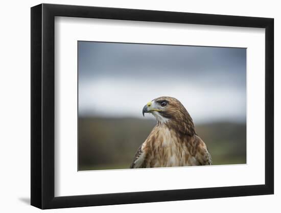 Red-Tailed Hawk (Buteo Jamaicensis), Bird of Prey, Herefordshire, England, United Kingdom-Janette Hill-Framed Photographic Print