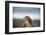 Red-Tailed Hawk (Buteo Jamaicensis), Bird of Prey, Herefordshire, England, United Kingdom-Janette Hill-Framed Photographic Print