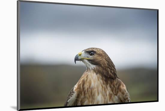 Red-Tailed Hawk (Buteo Jamaicensis), Bird of Prey, Herefordshire, England, United Kingdom-Janette Hill-Mounted Photographic Print
