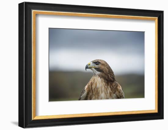 Red-Tailed Hawk (Buteo Jamaicensis), Bird of Prey, Herefordshire, England, United Kingdom-Janette Hill-Framed Photographic Print