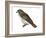 Red-Tailed Hawk (Buteo Jamaicensis), Birds-Encyclopaedia Britannica-Framed Art Print