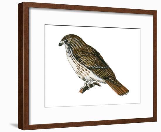 Red-Tailed Hawk (Buteo Jamaicensis), Birds-Encyclopaedia Britannica-Framed Art Print