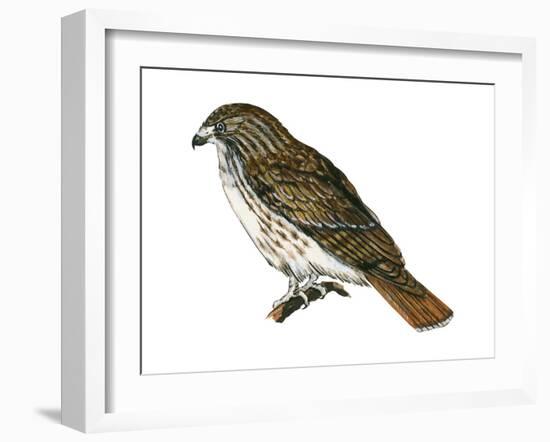 Red-Tailed Hawk (Buteo Jamaicensis), Birds-Encyclopaedia Britannica-Framed Art Print