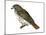 Red-Tailed Hawk (Buteo Jamaicensis), Birds-Encyclopaedia Britannica-Mounted Art Print
