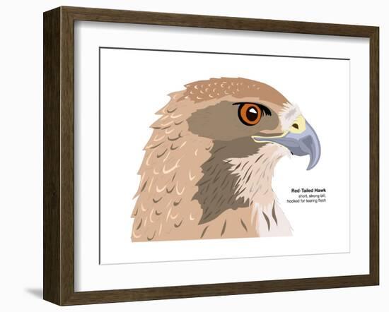 Red-Tailed Hawk (Buteo Jamaicensis), Birds-Encyclopaedia Britannica-Framed Art Print