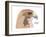 Red-Tailed Hawk (Buteo Jamaicensis), Birds-Encyclopaedia Britannica-Framed Art Print