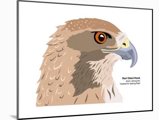 Red-Tailed Hawk (Buteo Jamaicensis), Birds-Encyclopaedia Britannica-Mounted Art Print