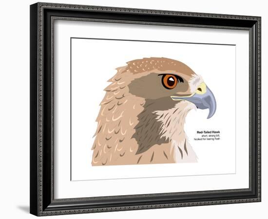 Red-Tailed Hawk (Buteo Jamaicensis), Birds-Encyclopaedia Britannica-Framed Art Print