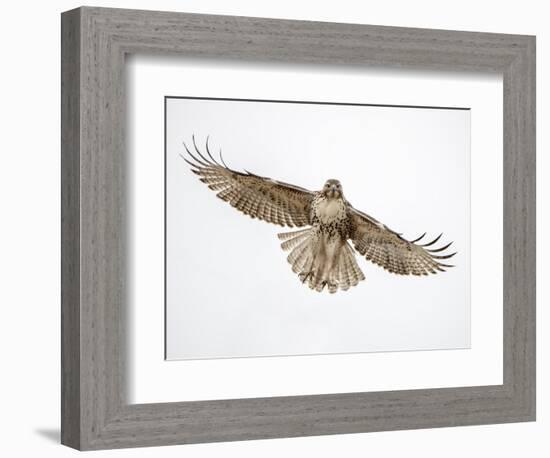 Red-tailed hawk (Buteo jamaicensis) doing a fly by.-Michael Scheufler-Framed Photographic Print