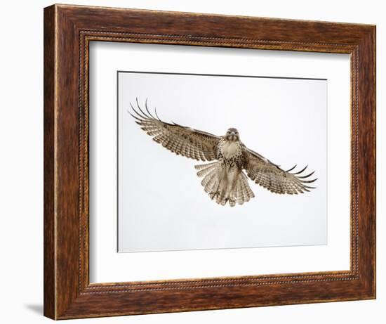 Red-tailed hawk (Buteo jamaicensis) doing a fly by.-Michael Scheufler-Framed Photographic Print