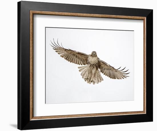 Red-tailed hawk (Buteo jamaicensis) doing a fly by.-Michael Scheufler-Framed Photographic Print