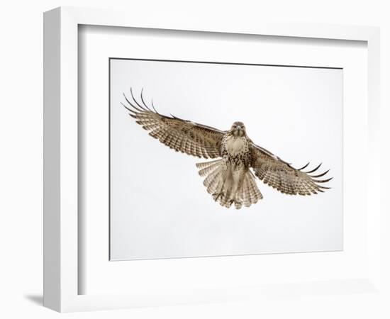 Red-tailed hawk (Buteo jamaicensis) doing a fly by.-Michael Scheufler-Framed Photographic Print