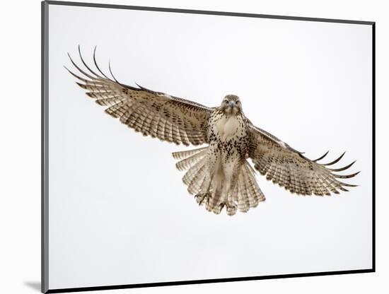 Red-tailed hawk (Buteo jamaicensis) doing a fly by.-Michael Scheufler-Mounted Photographic Print