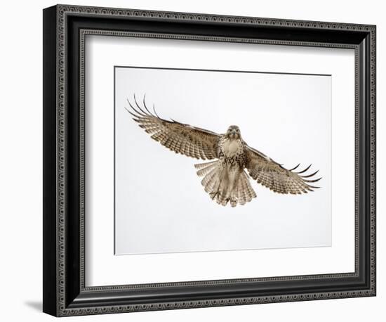 Red-tailed hawk (Buteo jamaicensis) doing a fly by.-Michael Scheufler-Framed Photographic Print