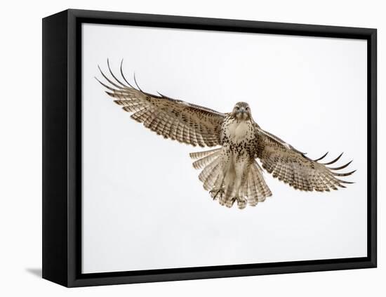 Red-tailed hawk (Buteo jamaicensis) doing a fly by.-Michael Scheufler-Framed Premier Image Canvas