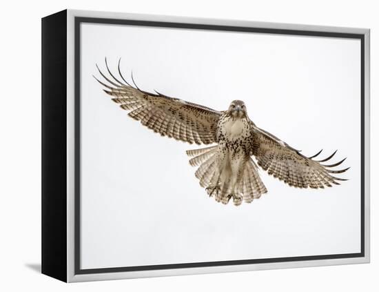 Red-tailed hawk (Buteo jamaicensis) doing a fly by.-Michael Scheufler-Framed Premier Image Canvas