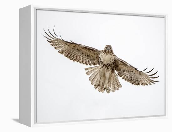 Red-tailed hawk (Buteo jamaicensis) doing a fly by.-Michael Scheufler-Framed Premier Image Canvas