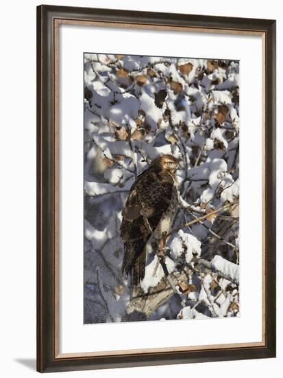 Red-Tailed Hawk (Buteo Jamaicensis) Juvenile in a Snow-Covered Tree-James Hager-Framed Photographic Print