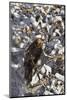 Red-Tailed Hawk (Buteo Jamaicensis) Juvenile in a Snow-Covered Tree-James Hager-Mounted Photographic Print