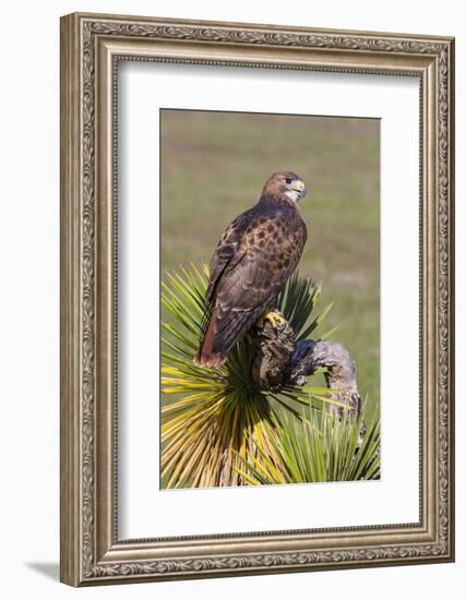 Red-Tailed Hawk (Buteo Jamaicensis) Perched-Larry Ditto-Framed Photographic Print