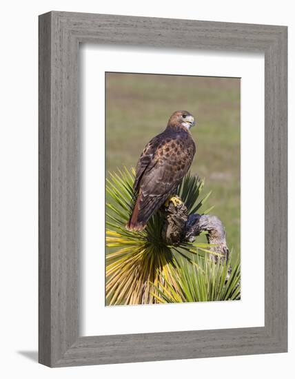 Red-Tailed Hawk (Buteo Jamaicensis) Perched-Larry Ditto-Framed Photographic Print